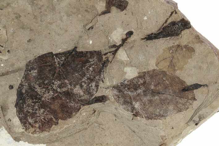 Fossil Leaf (Betula) Plate - McAbee, BC #226145